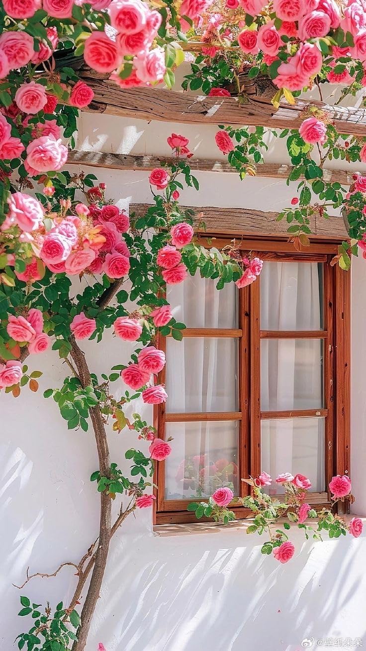 XXC-Climbing rose imported flower seeds for Home and Gardening-5